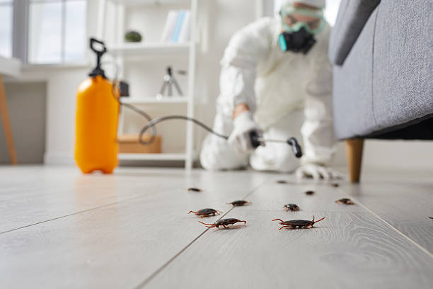 Commercial Rodent Management in St. Helens